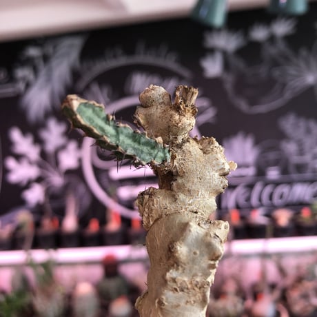 euphorbia buruana《M size》※塊根ユーフォルビアの中で最も希少性高きユーフォルビアの上、大変wildな太く棘棘しい多肉質の葉を展開するブルアナ※mad black pot植え