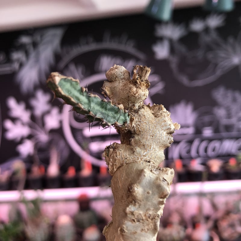 euphorbia buruana《M size》※塊根ユーフォルビアの中で最も希少性高き