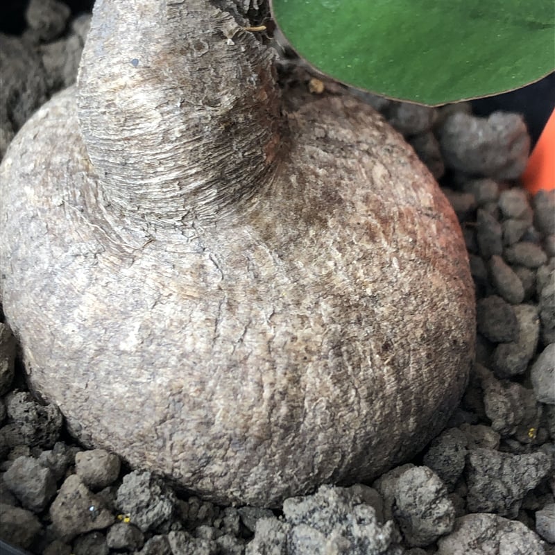 フ2331 「現地株】ユーフォルビア プリムリフォリア 植え【未発根