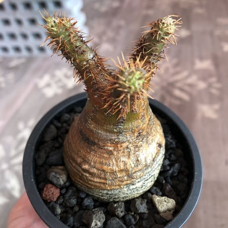 pachypodium  gracilius《大きめS size》一部緑赤肌＆現地焼け株※現地球発根済株※店主国内管理2年株※良balance立体的ボコボコ表皮の選抜株※mad black pot植え