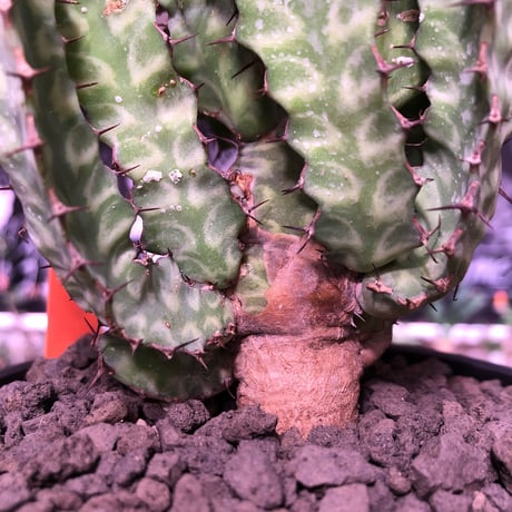 euphorbia enormis《M size》※大変カッコいい棘モノ塊根ユーフォルビア‼︎※mad black pot植え※限定２株