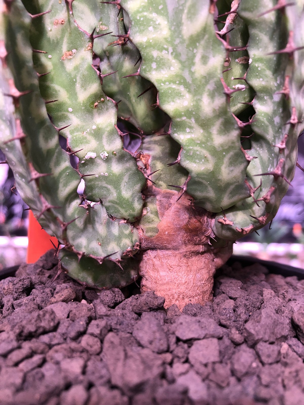 euphorbia enormis《M size》※大変カッコいい棘モノ塊根
