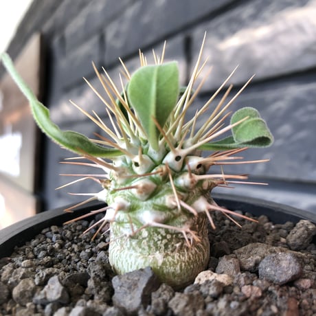 pachypodium  namaquanum 光堂《小さめM size》littmon seed🌱※希少種‼︎しっかり育てた大きめのかわいい奴※mad black pot植え