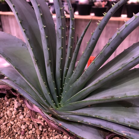 aloe   argyrostachys《L size》現地球発根済み‼︎ マダガスカルの希少種‼︎　※浅鉢植え