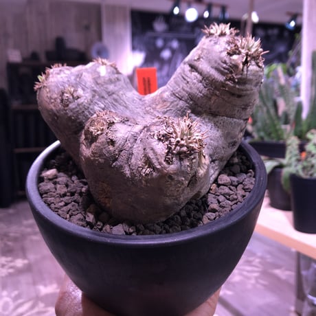 packypodium   roslatum var. eburneum（M size）※現地球発根済※店主管理4年株‼︎※ぼってり枝先まで丸く可愛いエブレ※mad black bowl pot植え