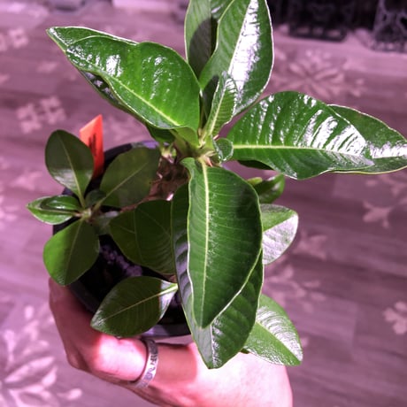 packypodium  windsori i《M size》発根済み株※（限定①株）ヤバイウィンゾリー‼︎  ※mad  black  pot植え   リトモンお墨付株‼︎