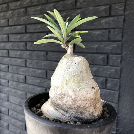 raphionacme zeyheri《L size》希少種※現地球発根済株※店主国内管理7年株※希少性も極めて高く、ねじれぼってり樹形に白肌が美しい存在感抜群な一株※mad black pot植え