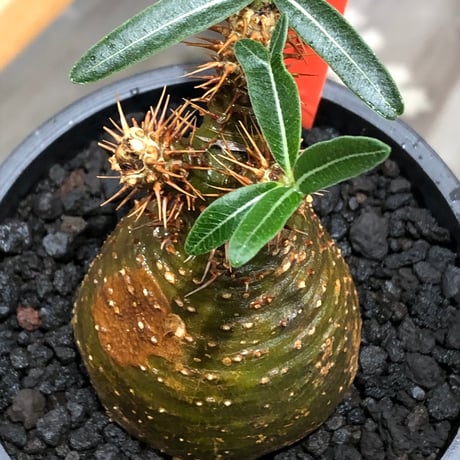 pachypodium gracilius《大きめS size》※現地球株発根済※チャームポイント的現地焼け＆極green肌を兼ね備えた良樹形株‼︎※black bowl pot植え