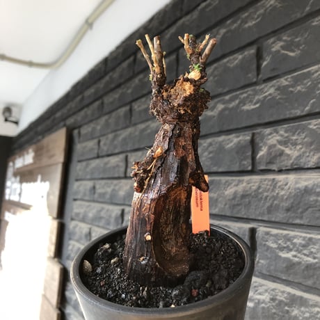 mestoklema tuberosum《 M size》※現地球発根後店主国内管理4年株※大きくエグれた味深き勲章傷跡を持つ生命力感じる一株の上、冬季も動く希少灌木※mad black pot植え