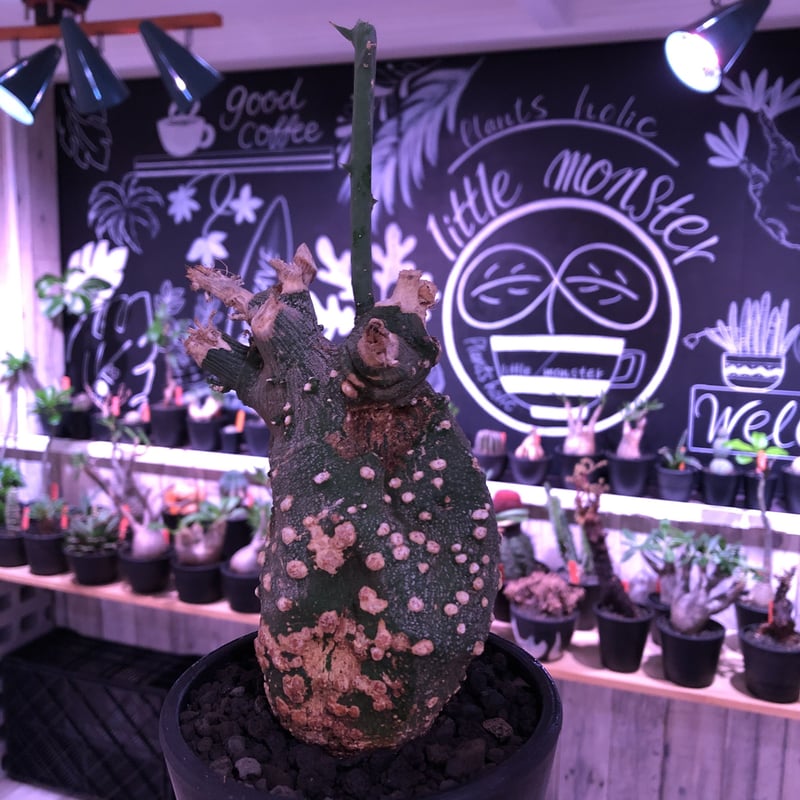 adenia globosa《S size》※現地球発根済株※中々流通しない小さいが故に