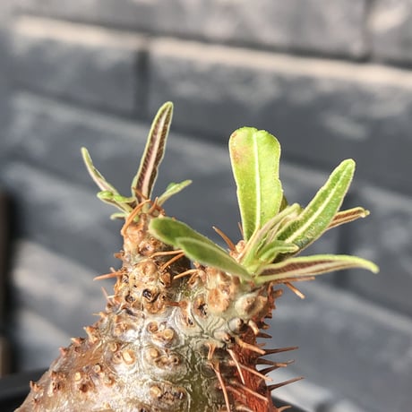 pachypodium gracilius《大きめS size》※希少赤肌&green肌＆球体株※現地球発根後店主国内管理2年株※短枝ツートンカラーが堪らない※mad black pot植え
