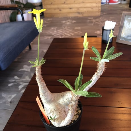 packypodium  gracilius《大きめ M size》※現地球株  発根済み株‼︎  （限定1株）極上白肌美株‼︎  ※mad black pot植え