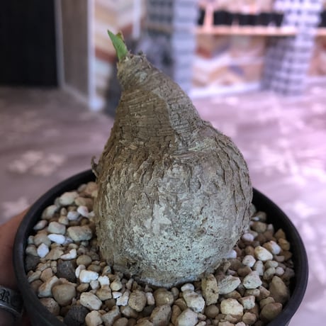 Euphorbia   primulifolia