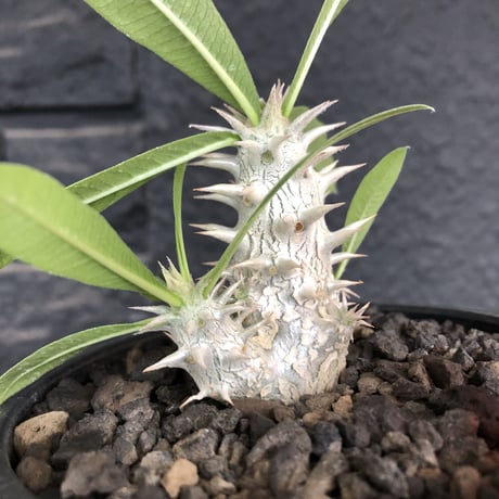 packypodium inopinatum  littmon  seed🌱《大きめS size》※流通少なき枝数多きリトモン実生！白花オススメ株※mad black bowl pot植え※限定２株