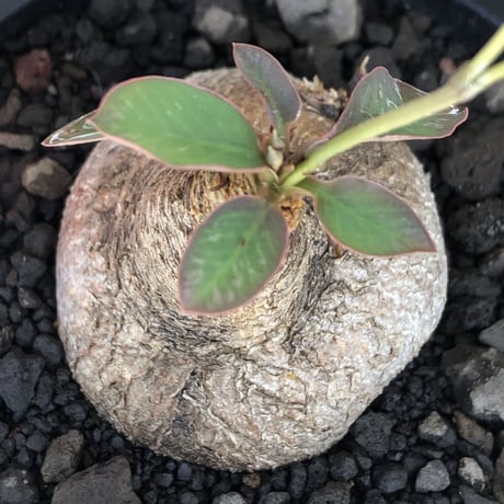 euphorbia primulifolia《大きめM size》※現地球株発根済※丸み強くぼってり樹形の愛くるしさ満点で特に開花時は肌感とのギャップも堪らない※black bowl pot植え