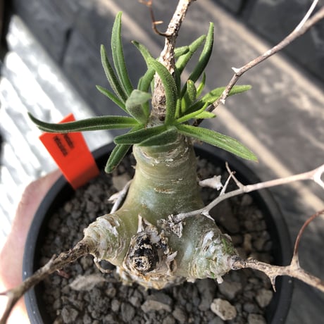 tylecodon  reticulatus《M size》※現地球発根済株※店主国内管理4年株※棘も多く残っており幹太めな味深き一株‼︎美しさ &impact絶大※mad black pot植え