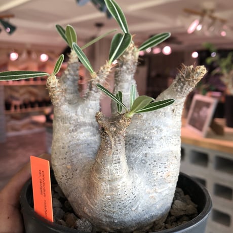 packypodium  roslatum var.cactipes《M  size》