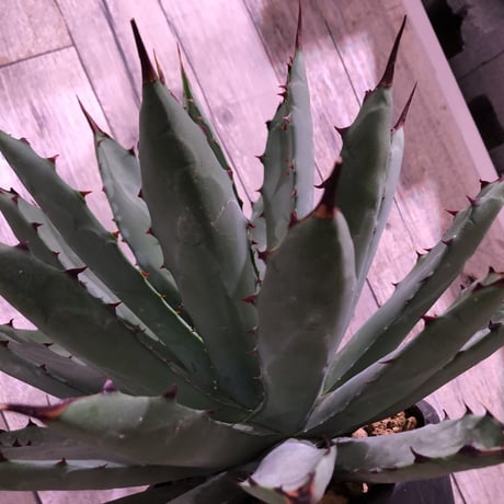 agave     macroacantha 《L size》mad black pot植え　※Instagram投稿株‼︎