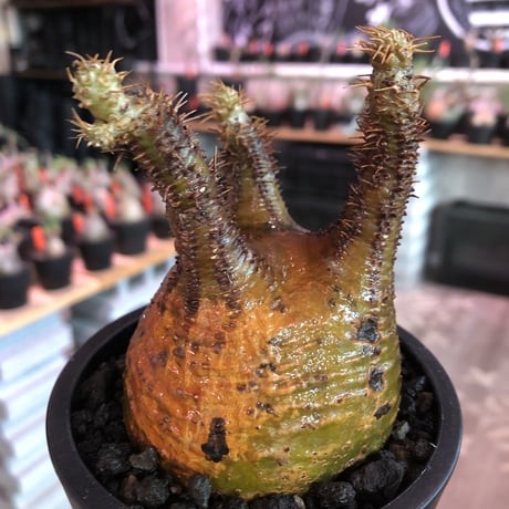 pachypodium  gracilius《M size》サビ加工的表皮※現地球発根済株※店主国内管理3年株※大変渋カッコ良く錆加工みたく荒い装い※mad black pot植え