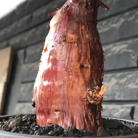 mestoklema tuberosum《M size》※現地球発根後店主国内管理4年株※栗のようなツヤ深き綺麗肌&エグれ傷が堪らなく冬季も動く唯一無二な希少灌木※mad black pot植え