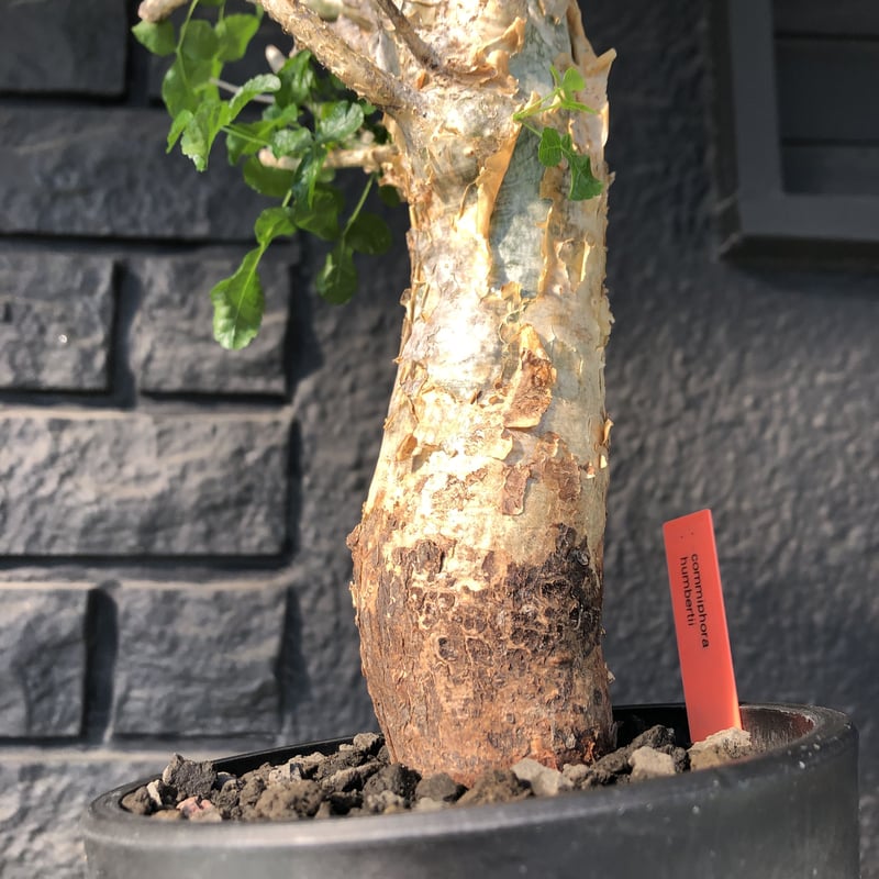 コミフォラ　フンベルティCommiphora humbertii　大株　発根済み コミフォラ フンベルティCommiphora humbertii 大株 発根済み