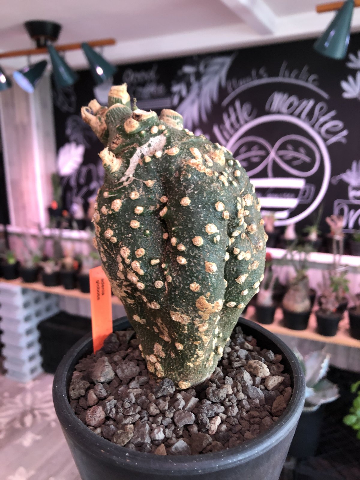 adenia globosa《S size》※現地球発根済株※中々流通しない小さい adenia globosa《S size》※現地球発根済株※中々流通しない小さい