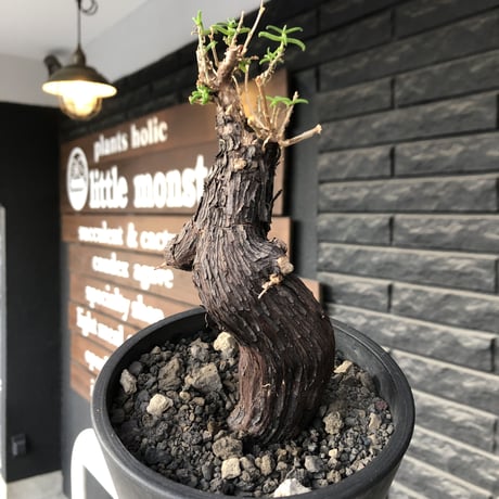 mestoklema tuberosum《大きめM size》※現地球発根後店主国内管理5年株※味深き表皮にバランス良く絶妙な捻くれ樹形の冬動く希少灌木※mad black pot植え