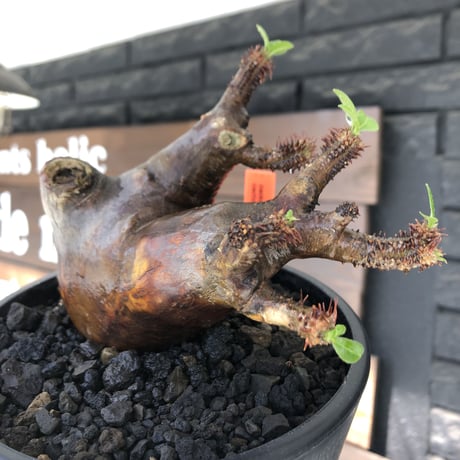 pachypodium  cactipes《M size》極赤肌株※現地球発根済株※店主国内管理4年株※極赤味が強く自己主張強きカクチペス‼︎存在感抜群な選抜株※mad black pot植え