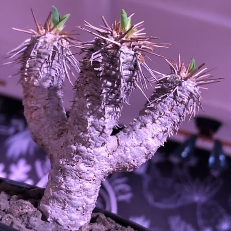 euphorbia  guillauminiana《S size》※現地球発根済株※小振りでも現地球株らしい表皮質のwildさ＆美しさの二面性持つ一株※mad black pot植え