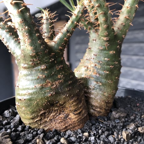 pachypodium gracilius《M size》希少green肌&W-he'd株※現地球発根後店主国内管理2年株※強いgreen肌とぼってり株元な選抜株※mad black pot植え