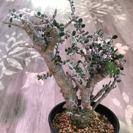 alluaudia    comosa《L size》※現地球発根済み株‼︎※大変カッコ良い希少幹幅コモサ‼︎ ※店主管理国内2年株‼︎　※希少株‼︎