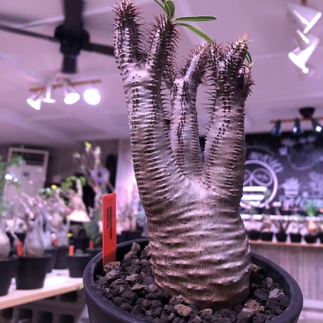 packypodium  gracilius《M  size》※現地球発根済株‼︎※しっかり発根したボコボコ&筋筋強きbalance良きグラキ‼︎※mad black pot植え