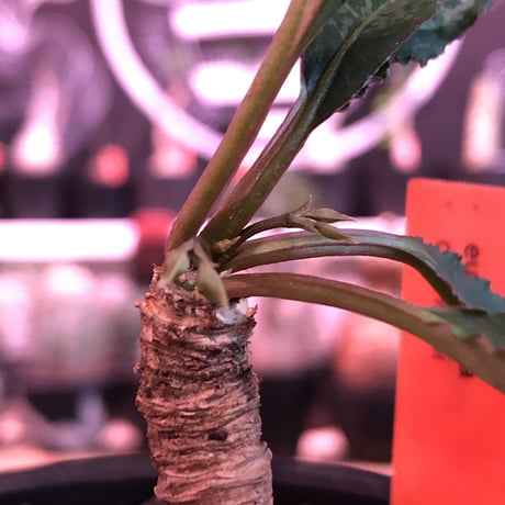 euphorbia cremersii《M size》※大きめぽっこり塊根&葉の表と裏がcolor違いの上、mad質で渋い肌質が大変カッコ良く上品な一株‼︎※mad black bowl pot植え