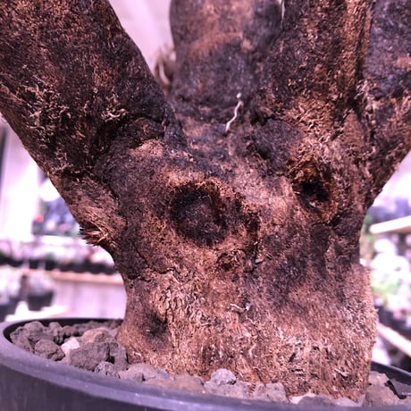 xerophyta  trichophylla《LL size》※現地球発根芽吹き済※驚愕強靭株※限りなくweightがlowなbalance &サイズ良きトリコフィラ※mad black pot植え