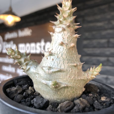 pachypodium windsorii《M size》※選抜littmon seed🌱※weight低き極ぼってり株元&枝振りも◎良樹形※mad black pot植え