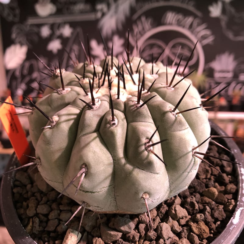 copiapoa cinerea 黒王丸《L size》激希少‼︎※現地球発根済株※店主