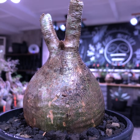 packypodium  gracilius《大きめM size》一部グリーン肌※現地球発根済株※店主国内管理3年株※特化した肌colorにweight低き球体株な装い※mad black pot植え
