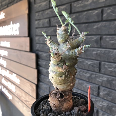 pelargonium carnosum《L size》極太幹&エグレ株※現地球発根後店主国内管理6年株※極太幹且つボコボコ感が大変wildな冬型種‼︎※mad black pot植え