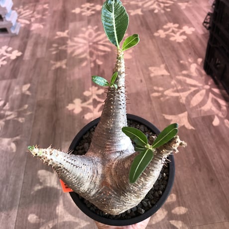 packypodium   makayense《M size》※現地球発根済株※店主国内管理2年株※手乗りサイズの丁度良きサイズ感‼︎立体的マカイらしい樹形‼︎※mad black pot植え