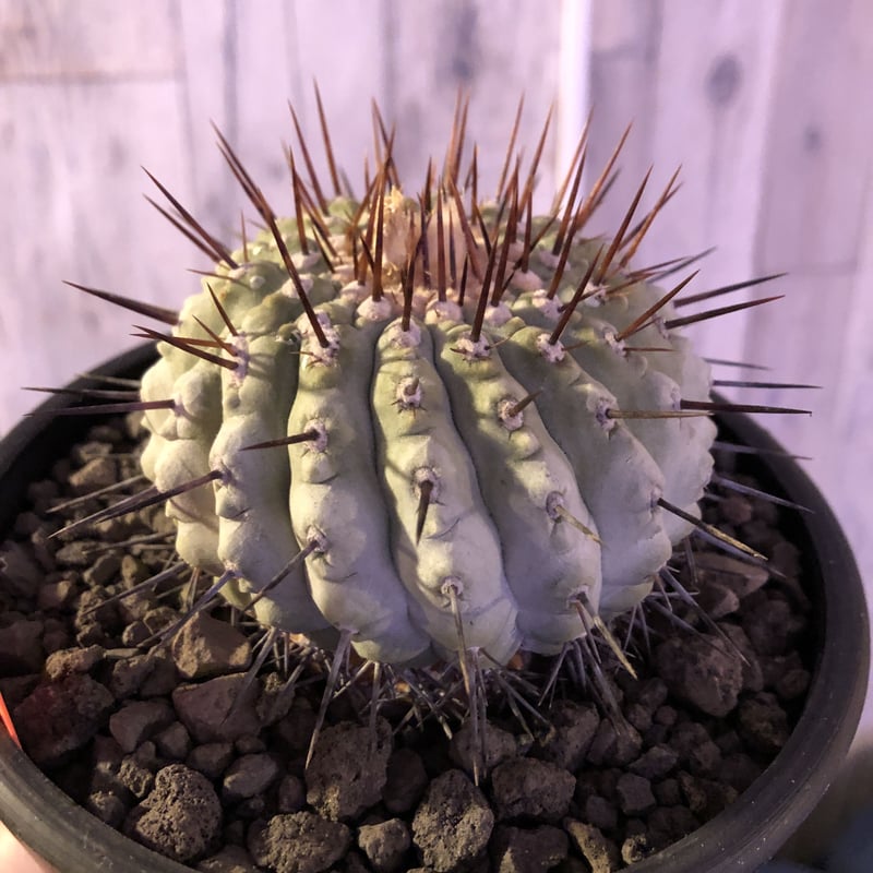 copiapoa cinerea var.columna-alba《M size》 現地