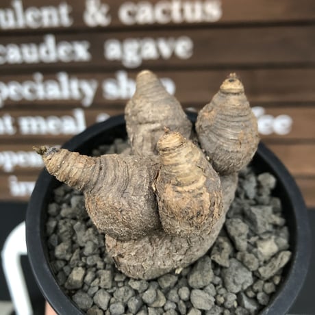 euphorbia  primulifolia 《大きめM size》※現地球発根済株※店主国内管理3年株※大変大きめな塊根にweight低き良枝振りなぼってりプリムリ※mad black pot植え