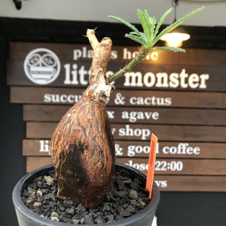 pachypodium succulentum 《M size》※現地球株発根済※サキュレンタムらしからぬ濃いめの肌に整った丸み強き良樹形が堪らない‼︎※mad black pot植え