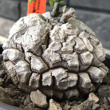 dioscorea elephantipes アフリカ亀甲竜《M size》※現地球発根後店主国内管理5年株※美しすぎる特化した白肌に彫深き立体樹形が堪らない※mad black pot植え