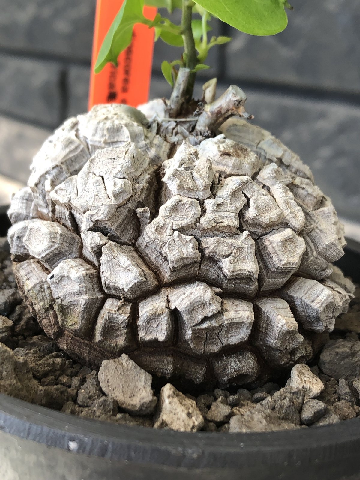 dioscorea elephantipes アフリカ亀甲竜《M size》※現地球発根後 dioscorea elephantipes アフリカ亀甲竜《M size》※現地球発根後