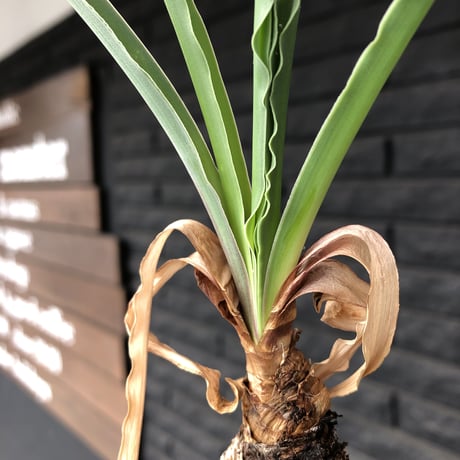 boophane   disticha  《M size》black肌※手乗りsizeな良き樹形なblack肌カラーが魅力※mad black pot植え