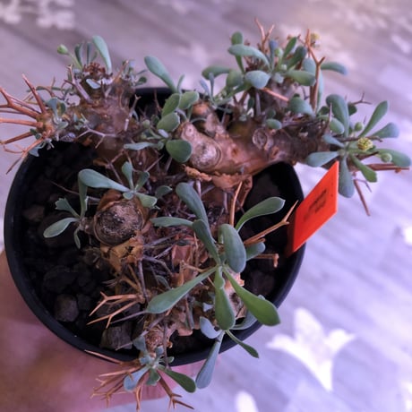 othonna   euphorbioides《M  size》大変良い枝ぶり株