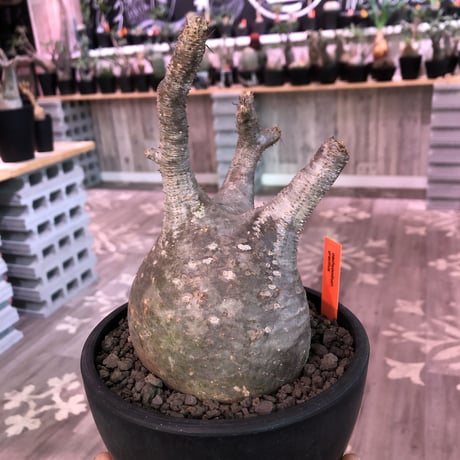 packypodium  gracilius《L  size》※現地球発根済株‼︎※短枝で特化したbig‼︎トトログラキ※mad black bowl pot植え