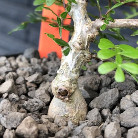 opercullicarya decaryi  littmon  seed🌱  《3年株》※成長早く例年変化感じながら育てられるlowに作り込んだ良樹形※mad  black  bowl pot植え