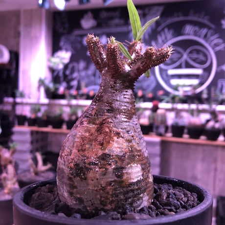 packypodium  gracilius《小さめM size》※現地球発根済株※店主国内管理2年株※短枝weight低くbalance良し‼︎迷彩柄な一株※mad black bowl pot植え