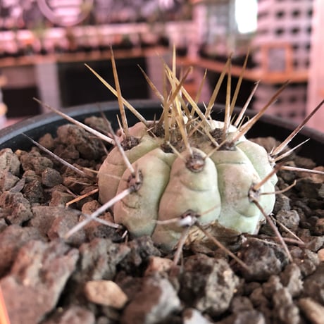 copiapoa   cinerea  長刺白棘黒王丸《小さめM size》激希少‼︎※現地球株カキ仔自根株‼︎※mad black bowl pot植え